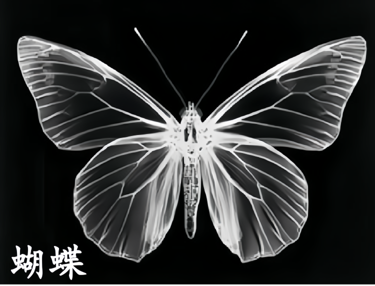 蝴蝶